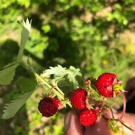 Apartament Susanj